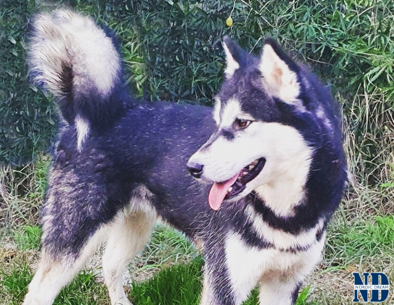 Nolesse Oblige of the Nordic Dream - Alaskan Malamute