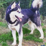 Nolesse Oblige of the Nordic Dream - Alaskan Malamute