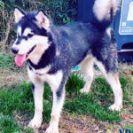 Nolesse Oblige of the Nordic Dream - Alaskan Malamute