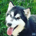 Nolesse Oblige of the Nordic Dream - Alaskan Malamute