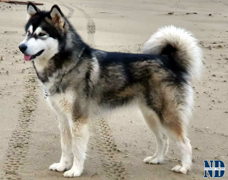 Ch. Aurora - Alaskan Malamute