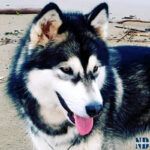 MultiCh. Royal - Alaskan Malamute