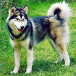 MultiCh. Royal - Alaskan Malamute