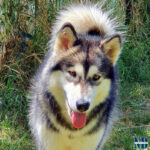 MultiCh. Royal - Alaskan Malamute