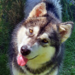 MultiCh. Royal - Alaskan Malamute