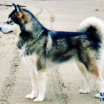 MultiCh. Royal - Alaskan Malamute