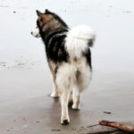 MultiCh. Royal - Alaskan Malamute