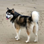 MultiCh. Royal - Alaskan Malamute