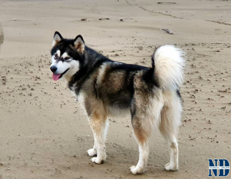 MultiCh. Royal - Alaskan Malamute