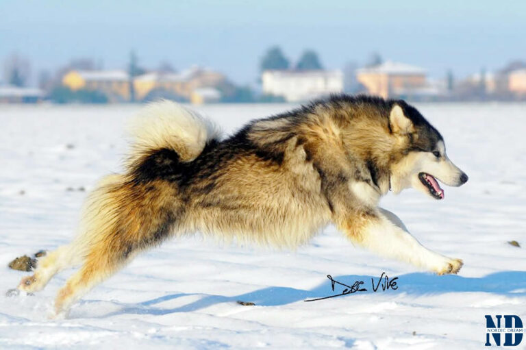 Il carattere dell'Alaskan Malamute