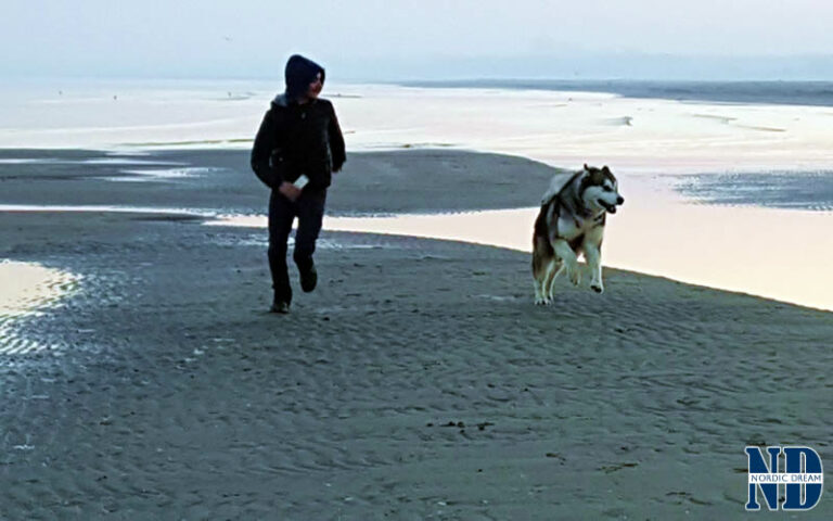 Il proprietario ideale dell'Alaskan Malamute