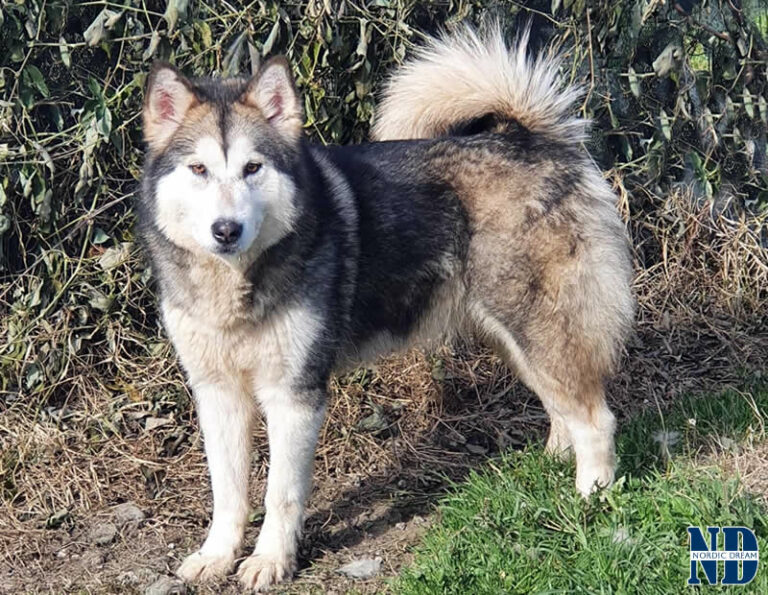 Oksana of the Nordic Dream - Alaskan Malamute