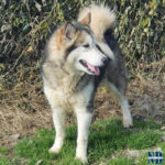 Osaka of the Nordic Dream - Alaskan Malamute