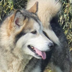 Osaka of the Nordic Dream - Alaskan Malamute