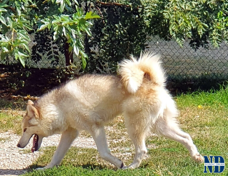 Orange of the Nordic Dream - Alaskan Malamute