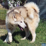 Orange of the Nordic Dream - Alaskan Malamute