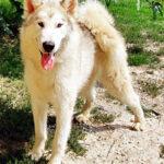 Orange of the Nordic Dream - Alaskan Malamute