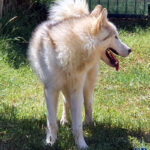 Orange of the Nordic Dream - Alaskan Malamute