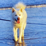 Orion Star Yuk Amarok - Alaskan Malamute