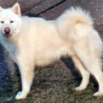 Orion Star Yuk Amarok - Alaskan Malamute