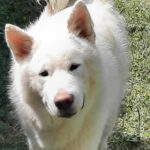 Orion Star Yuk Amarok - Alaskan Malamute