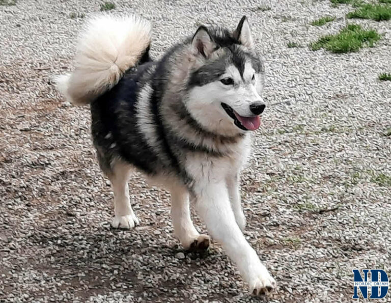 Pearl - Alaskan Malamute