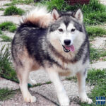 Pearl - Alaskan Malamute