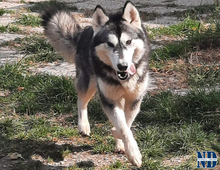 Penelope - Alaskan Malamute