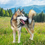 Perfect Day - Alaskan Malamute