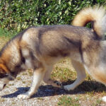 Perfect Day - Alaskan Malamute