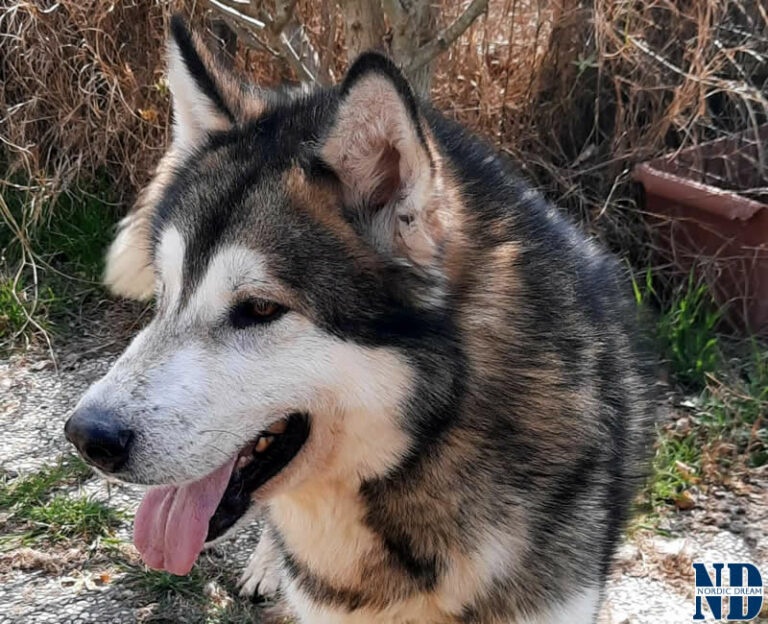 Perfect Day - Alaskan Malamute