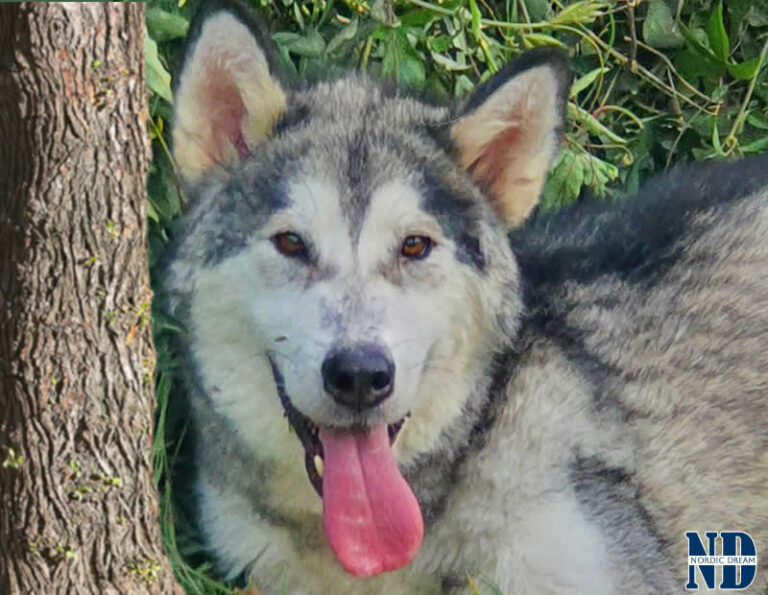 Quixy - Alaskan Malamute