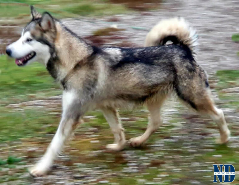 Ranya - Alaskan Malamute