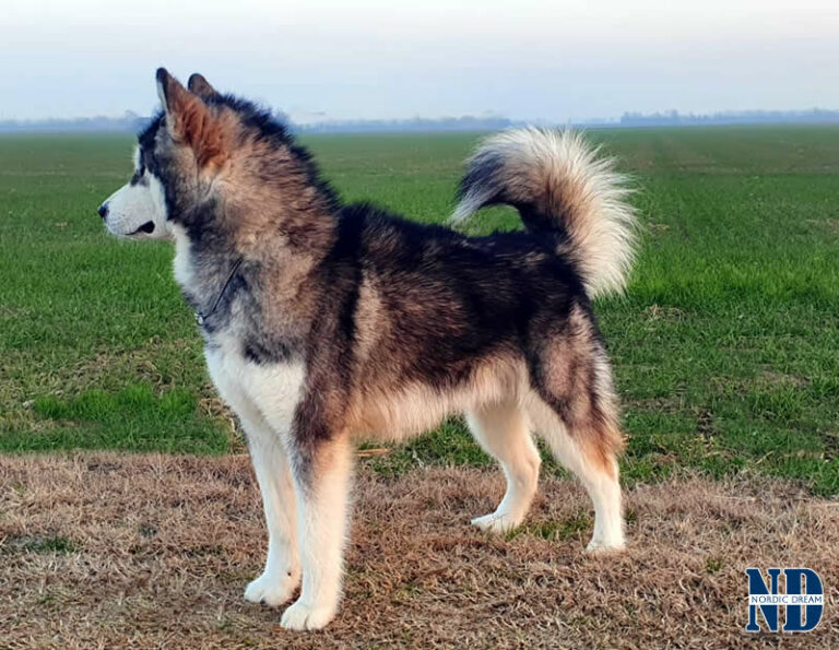 MultiCh. Royal - Alaskan Malamute