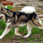 MultiCh. Royal - Alaskan Malamute