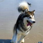 MultiCh. Royal - Alaskan Malamute