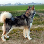 MultiCh. Royal - Alaskan Malamute