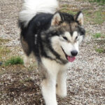 MultiCh. Royal - Alaskan Malamute