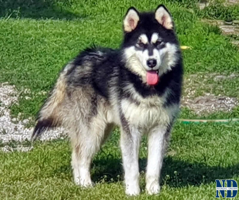 Shelby Sky of the Nordic Dream - Alaskan Malamute