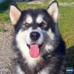 Shelby Sky of the Nordic Dream - Alaskan Malamute