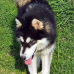 Shelby Sky of the Nordic Dream - Alaskan Malamute