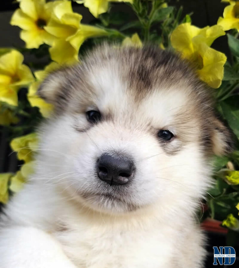 Cucciolo Alaskan Malamute Nordic Dream