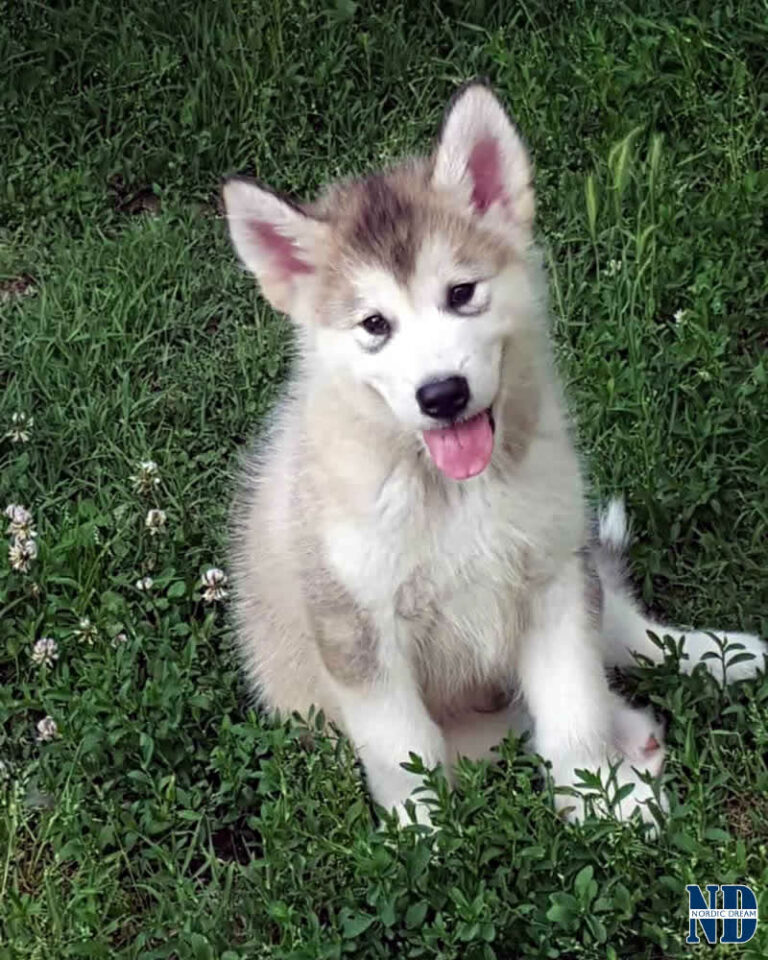 Cucciolo Alaskan Malamute