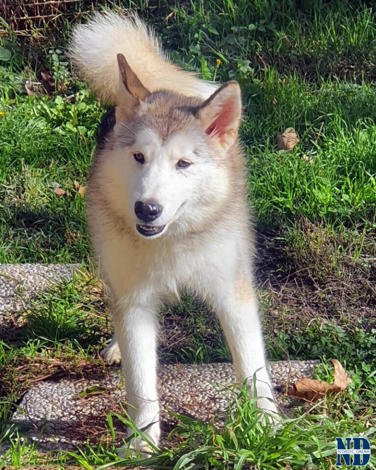 Cucciolo Alaskan Malamute Nordic Dream