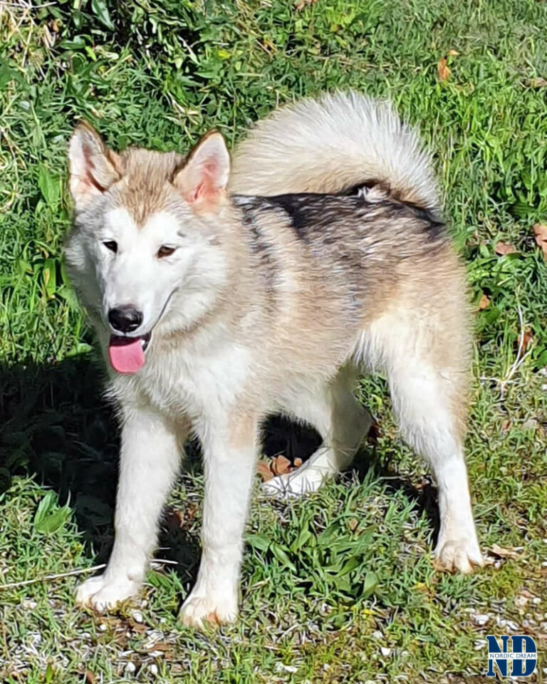 Cucciolo Alaskan Malamute Nordic Dream