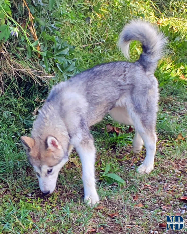 Cucciolo maschio Alaskan Malamute Nordic Dream