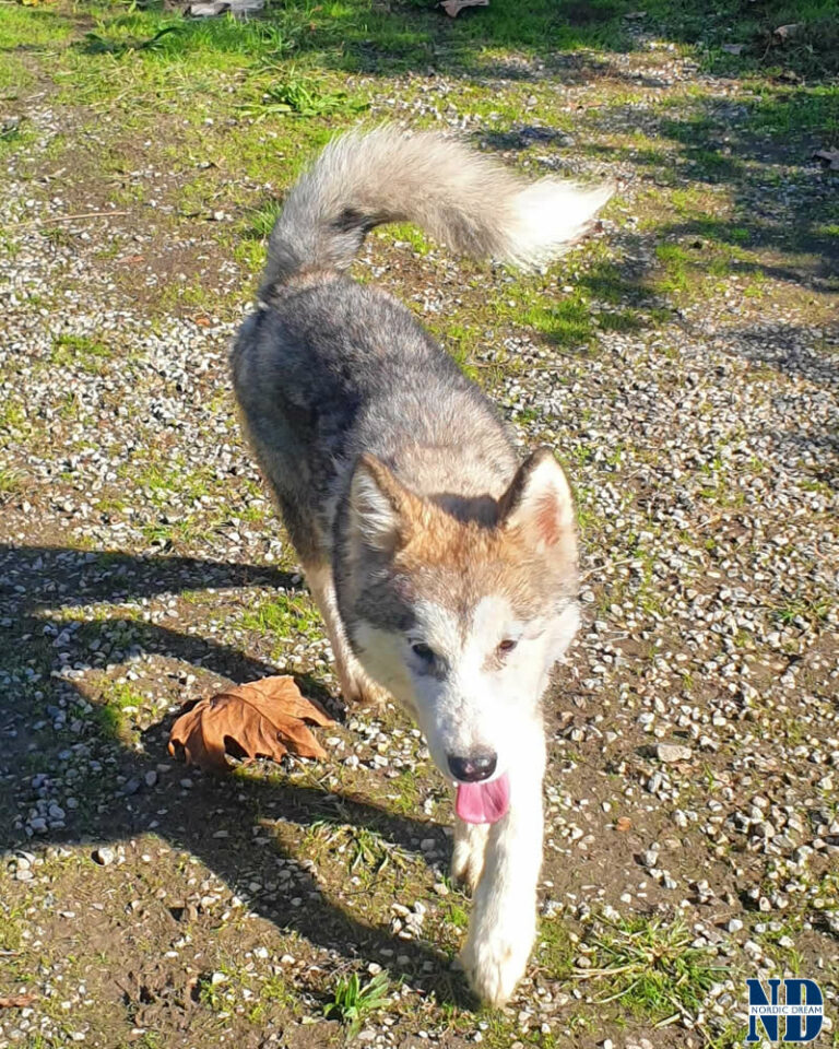 Cucciolo maschio Alaskan Malamute Nordic Dream