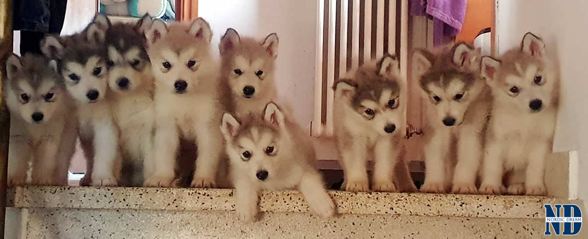 Cuccioli Alaskan Malamute Nordic Dream