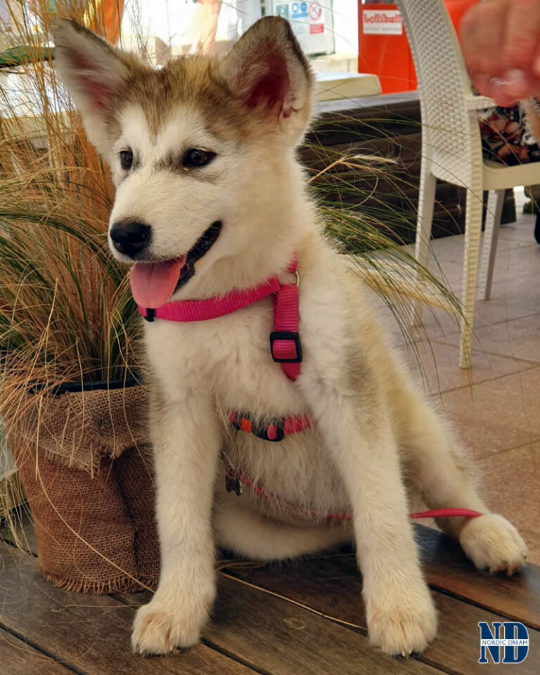 Cucciolo Alaskan Malamute