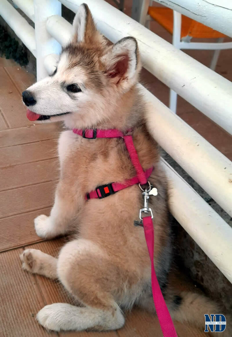 Cucciolo Alaskan Malamute